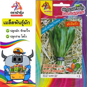 RAINBOWHORSE🇹🇭 ผักชีฝรั่ง ผักซอง ม้ารุ้ง Z028 ประมาณ 2000 เมล็ด เมล็ดพันธุ์ผัก ผักชี เมล็ดผัก เมล็ดพืช ผักสวนครัว