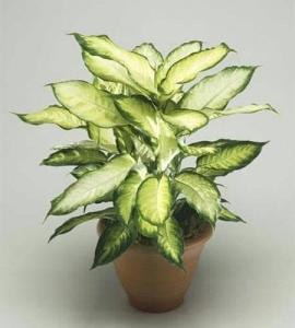 tanaman hias aglonema susu