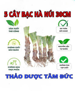 set 5 củ bạc hà núi cao trên 30cm
