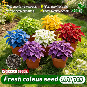 [Selected Seeds] 100pcs/pack Assorted Color Mayana Coleus Seeds for Planting and Gardening Bonsai Mayana Coleus Live Plant Flower Seed Real Coleus Canina Plant Seeds Ornamental Potted Coleus Plants for Sale Indoor Plants Outdoor Garden Decor Fast delivery
