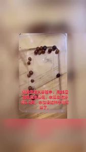 Hạt Giống Đậu Bốn Lăng / Hạt giống Đậu Bốn Góc Đậu Hoàng Đế Hạt Giống Ban Công Rau Bốn Mùa Hạt Giống Đậu Bốn Lăng Hạt Giống Rau