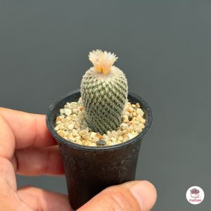 อีพิเทอแรนธา Epithelantha micromeris subsp. polycephala กระบองเพชร แคคตัส ไม้อวบน้ำ cactus&succulent