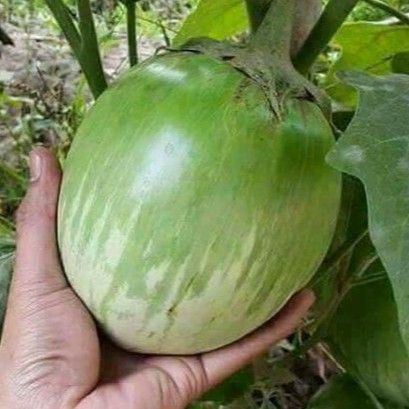 เมล็ดพันธุ์มะเขือยักษ์สีเขียว ลูกใหญ่ งอกง่าย