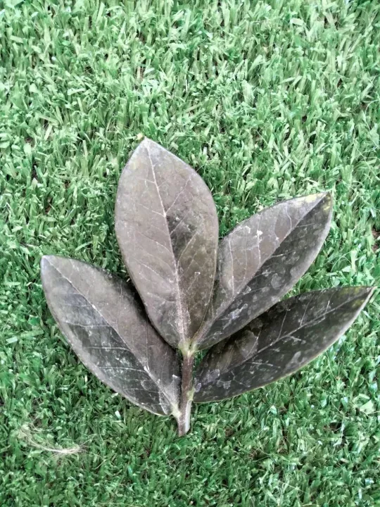 กวักมรกตดำ ใบสด (ขั้นต่ำ 3 ใบ) ไม้ฟอกอากาศ ไม้มงคล