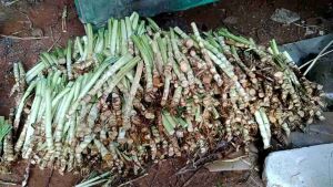 BIBIT RUMPUT ODOT SUPER MURAH PER 5 BATANG (Panjang 20-25 cm)