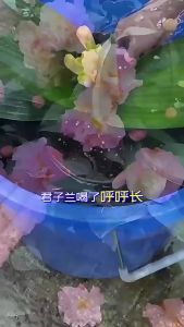 (BotanicaBay)Promote rapid plant growth Microbial soil activator for soil improvement Soil Nutrient Activator