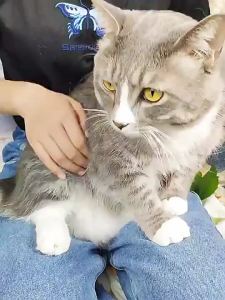 【Ship in 24H】Red Dog Weili Nutrition Tablets 200 Tablets Cat Vitamin b Family Cat Hair Loss Prevent Hair Loss Calcium Supplement Cat Grass Hair Ball Tablets 90 Tablets红狗维力营养片200片猫维生素b族猫癣防掉毛补钙猫草化毛球片90片