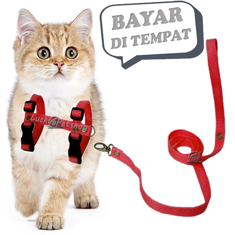 Katta mushukli xotin