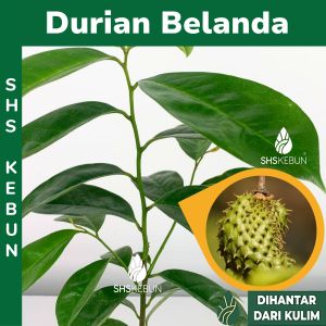 Anak Pokok Durian Belanda Soursop Plant Annona Muricata Live Plant Pokok Buah 红毛榴莲 SHS Kebun