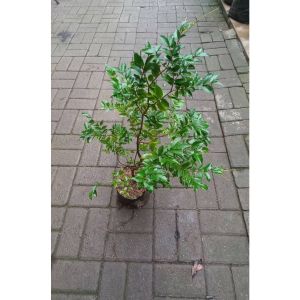 Sindo - Jaboticaba Live Plant UCG3AZYFUC