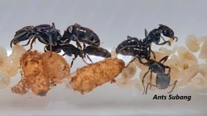 Ant Nest Starter Kit + Ant Colony Type 13 (TRIPPLE TUBE NEST)