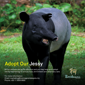 Zoo Negara - Adopt our Jessy