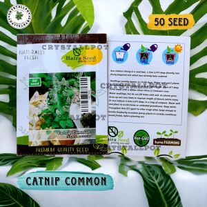 Benih Bibit Herba Catnip Common Haira Seed - CATNIP COMMON