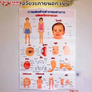 อวัยวะภายนอก เบบี้ โปสเตอร์กระดาษ 53*77cm (21*30 นิ้ว) วิทยาศาสตร์ เรียนหมอ พันธุกรรม Anatomy โครงกระดูกมนุษย์ แก้วหู