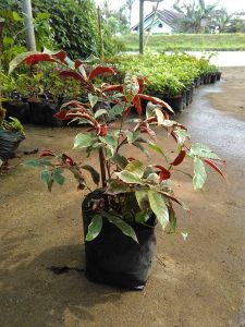 Bibit Tanaman Hias Sambang Darah