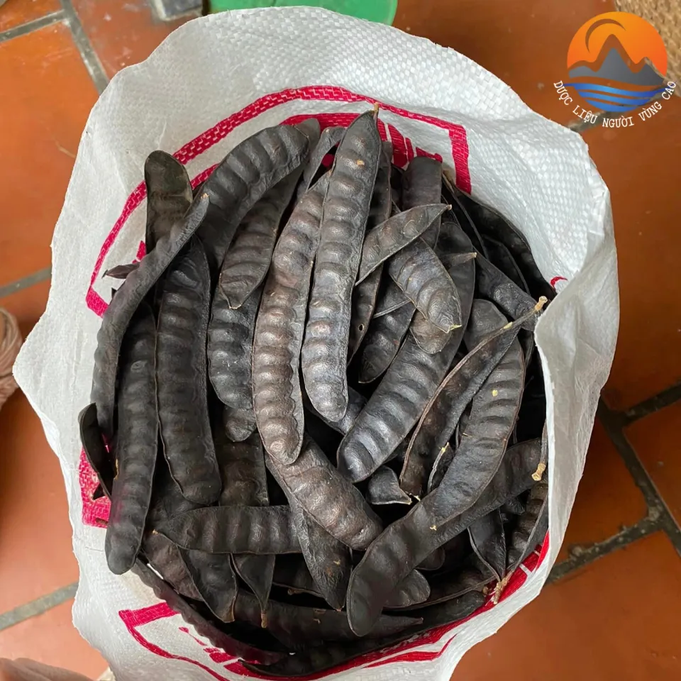 Khám phá công dụng tuyệt vời của quả bồ kết Từ gội đầu đến chữa bệnh Khám phá công dụng tuyệt vời của quả bồ kết Từ gội đầu đến chữa bệnh