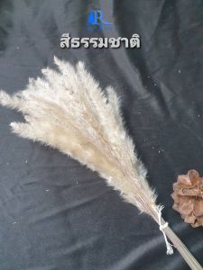 Rarinดอกหญ้าคา(หลากสี) ( กำละ 40 ) ความยาว 45 cm. เป็นดอกไม้ธรรมชาติ ย้อมสี สีสันสดใส ใช้ประดับห้อง ร้าน