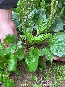 Ox Tongue Plantain Seed: An Edible Medicinal Seed