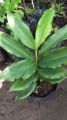 Cardamom/ Cardamon seedlings (Elettaria cardamomum) herbs and spices. 