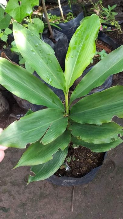 Cardamom/%20Cardamon%20seedlings%20(Elettaria%20cardamomum)%20herbs%20and%20spices%20-%20Image%207