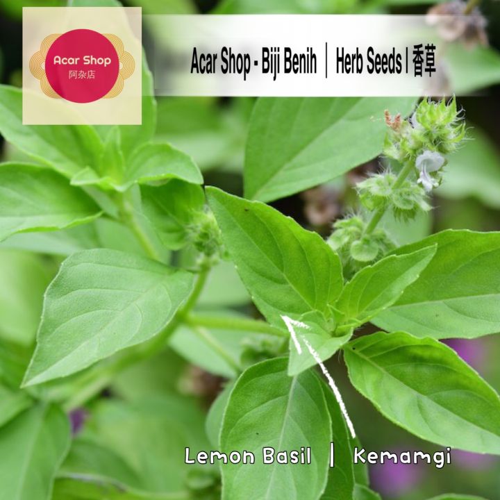 Lemon Basil seeds Biji Benih Kemangi 50 150