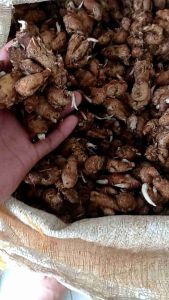 (5KG) KENCUR/CIKUR CIAMIS SEGAR WANGI