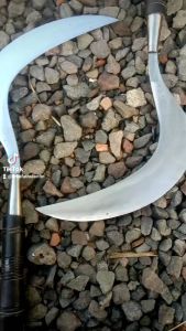 Arit Rumput Alsi untuk Tan Pande Madura Super Glowing