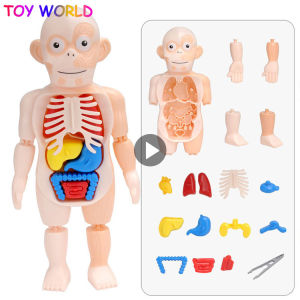 Kid Montessori 3D Puzzle Human organ model Anatomy Educational Learning Organ Assembled Toy Body Organ Teaching Tool For Children