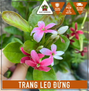 Cây Trang Leo Đứng (Sử Quân Tử) - Tổng thể tầm 50-60 cm - Chịu nắng tốt cho hoa đẹp!
