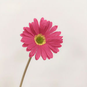 Artificial Flower Gerbera Small Daisy Fake Flower Decoration Living Room Bedroom Dining Table Flower Arrangement Decoration Sunflower Dried Flower Bouquet
