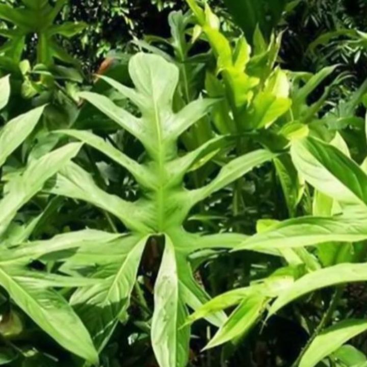 Ráy gai ( cả thân và rễ, củ)