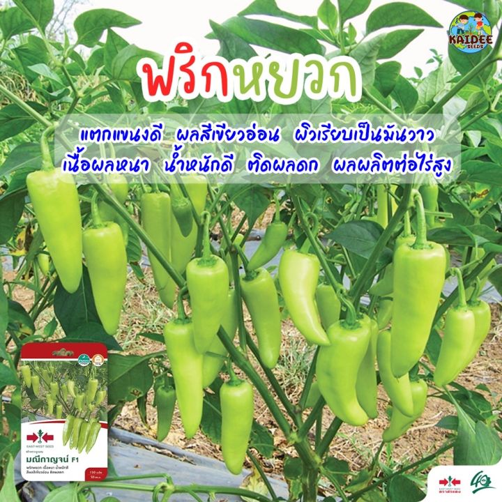 เมล็ดพันธุ์พริกหยวก มณีกาญจน์ ตราศรแดง