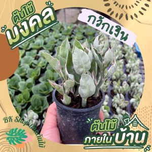 ต้นกวักเงินกระถาง 3 นิ้ว ต้นไม้มงคล ต้นไม้มงคลปลูกในบ้านต้นไม้ฟอกอากาศ ต้นไม้ปลูกในบ้าน ต้นไม้สวยงาม