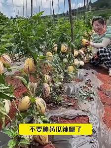 Ginseng fruit ginseng four-season vegetables vegetable delivery