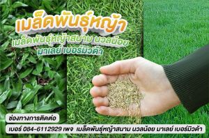 เมล็ดหญ้าสนาม นวลน้อย เมล็ดหญ้านวลน้อย เบอร์มิวด้า มาเลยเซีย เมล็ดพันธุ์หญ้าหลากหลาย เกรดคัดพิเศษ