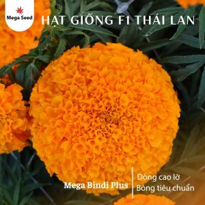 Hạt Giống Hoa Vạn Thọ Chất Lượng F1 Nhập Khẩu Mega Seed Bindi Plus. Bông Màu Cam Đỏ Cổ Lùn.
