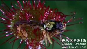 Drosera Capensis- Sundews