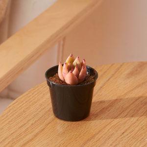 Combo 5 Chậu tròn đen trắng size 6.7x5.7cm ươm cây trồng sen đá xương rồng kiểng lá bonsai mini nhựa PP