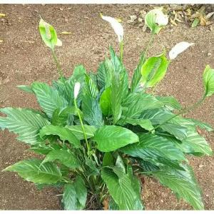 tanaman hias hidup peace lily sphatupilum spathyphylum tanaman indoor bunga lily