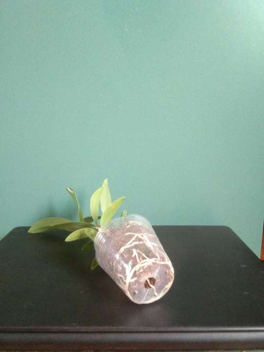 C%C3%A2y%20gi%E1%BB%91ng%20Lan%20r%E1%BB%ABng%20Ki%E1%BB%81u%20T%C3%ADm%20Ho%C3%A0nh%20b%E1%BB%93%20-%20Image%202