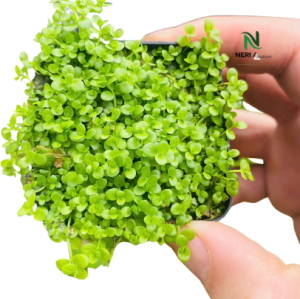 Chậu Trân Châu Ngọc Trai - Bò nền siêu đẹp bể thủy sinh