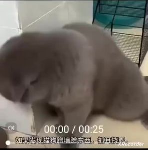 【Ship in 24H】全崇净狗狗体内驱虫药宠物小狗打虫药猫咪体内外驱虫药泰迪幼犬除虫药片 Anti Tick and Flea for Dog and Cat Deworming for Dog and Cat