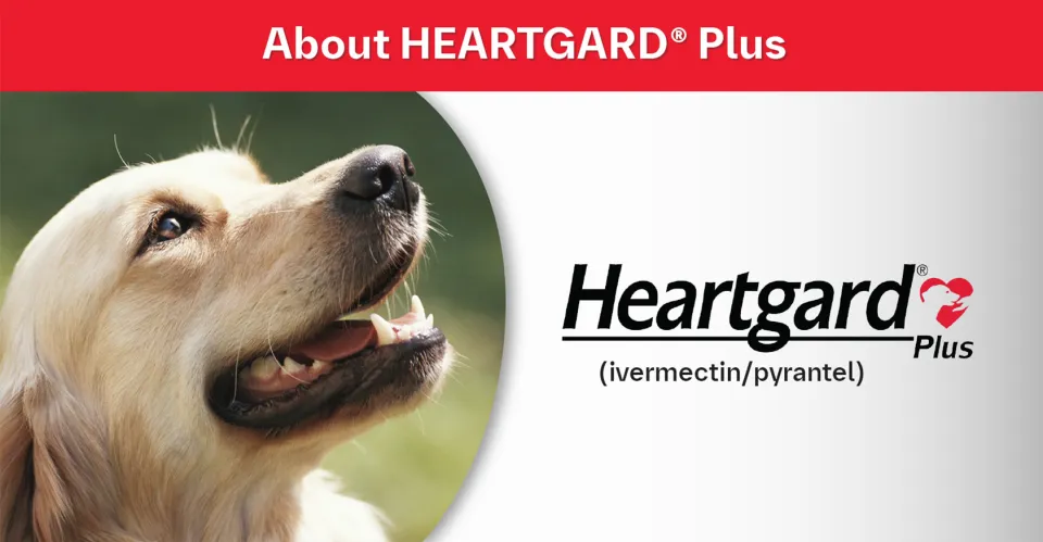 Heartgard Plus For Dogs (23-45 Kg) Treats Controls Hookworms and