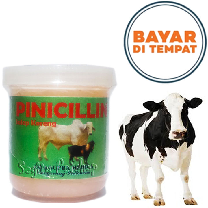 Obat Koreng Jamur Sapi Kambing Domba Sakit Borok Luka Gudig Kerbau Salep Pinicillin Cream