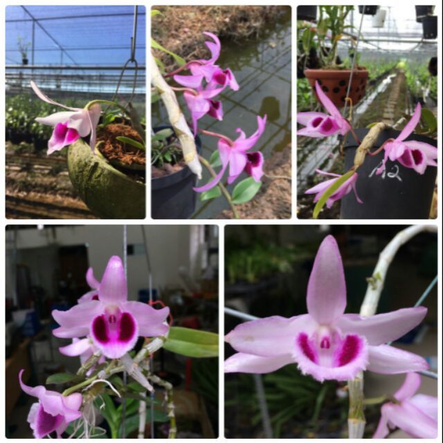 Phi%20%C4%91i%E1%BB%87p%20R%E1%BB%93ng%20l%E1%BB%ADa%20-%20Image%201