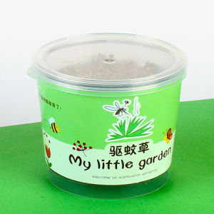 DIY Mini Plant Potted Green plant Office Desktop Bonsai Green Plant