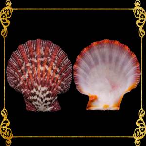 Pecten Pallium | Gloripalium Palium | 1.5 - 2 Inches