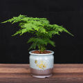 [Easy to grow in Malaysia] Asparagus Fern Tree Seeds (50 Seed) 文竹种子 Potted Asparagus Fern Plant Seed Bonsai Tree Live Plant Evergreen Plant Seeds Air Purifying Indoor Plants Outdoor Real Plant Flower Seeds for Planting & Gardening Garden Decor benih bunga. 
