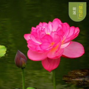 17 Jenis  Biji Benih Bunga Teratai Lotus Seeds Biji Benih Teratai Bunga  Water Lily Benih Teratai Flower Seed Aquatic Plant Teratai 5pcs 睡莲种子碗莲种子莲花种子芙蓉种子