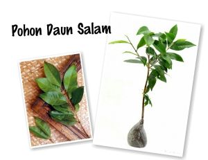 PAKET 10 Bibit Tanaman Daun Salam Bumbu